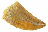 Serrated, Raptor Tooth - Real Dinosaur Tooth #285175-1